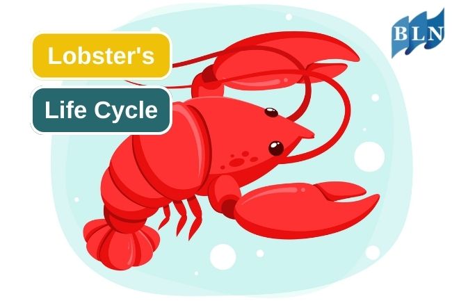 Lobster’s Life Cycle In 5 Stages
